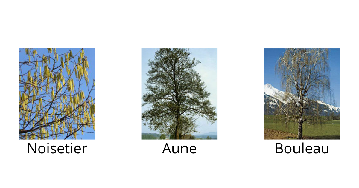 Vignette du bloc sur les allergies